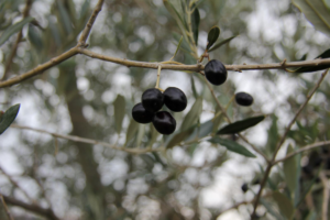 Molitura delle olive Tenuta Ponziani